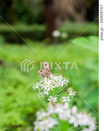 白い小花にとまる小さなヒメウラナミジャノメ蝶 白い小花にとまる小さなヒメウラナミジャノメ蝶 69908767