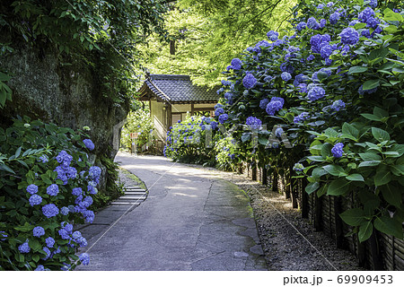 北鎌倉・明月院 境内のあじさい 北鎌倉・明月院 境内のあじさい 69909453