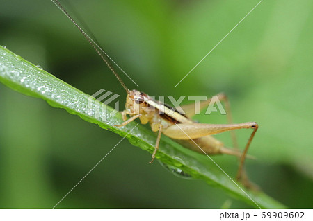 朝露とカヤコオロギ（オス） 69909602