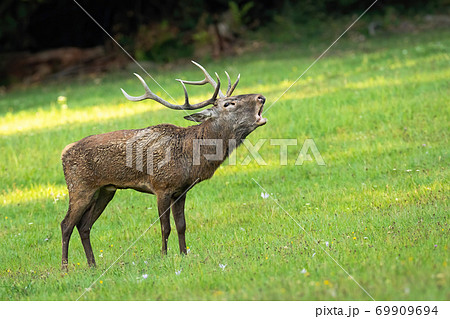 Proud red deer stag roaring on meadow in rutting season. Proud red deer stag roaring on meadow in rutting season. 69909694
