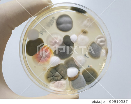 微生物 カビ 細菌 69910587