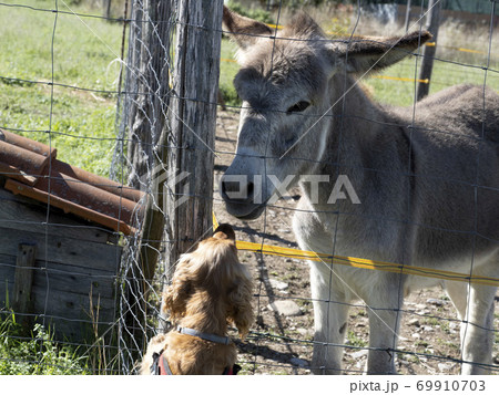 sad donkey prisoner in a cage metts a dog english cocker spaniel 69910703