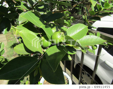 まだまだ未熟なトロピカルフルーツヒメグァバの実 69911455