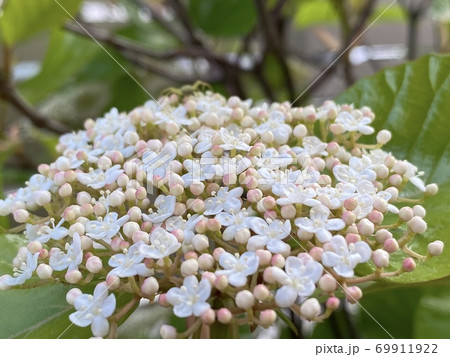 美しくてかわいらしいハクサンボクの写真素材