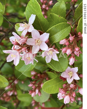 ヒメシャリンバイの淡いピンクの花の写真素材