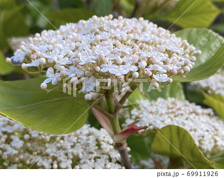 ハクサンボクの可憐な花と甘い香りの写真素材