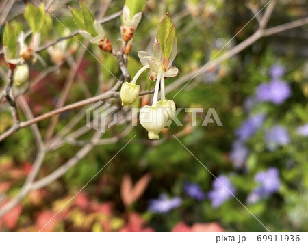形がとにかくかわいいドウダンツツジの花の写真素材