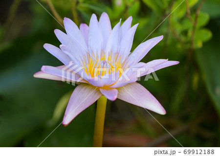 Close up lotus flower blue and purple color is so beautiful Close up lotus flower blue and purple color is so beautiful 69912188