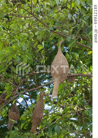 The small bird in front of nest bird on tree in nature at thailand The small bird in front of nest bird on tree in nature at thailand 69912189