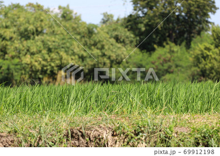 Green rice field and land in countryside at thailand 69912198