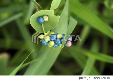 植物、写真、イシミカワのかわいい実 小皿にもったかわいいお菓子のようなイシミカワ イシミカワの可愛い 植物、写真、イシミカワのかわいい実 小皿にもったかわいいお菓子のようなイシミカワ イシミカワの可愛い 69912646