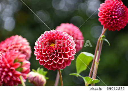 真赤な鞠のように丸いダリアの花の写真素材