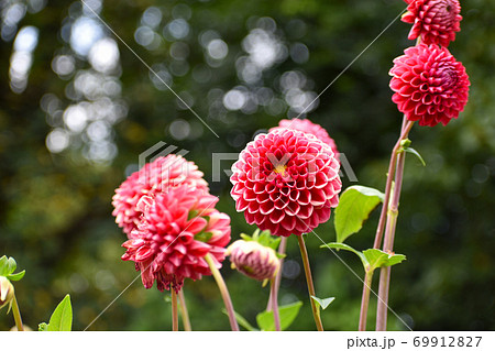 真赤な鞠のように丸いダリアの花の写真素材
