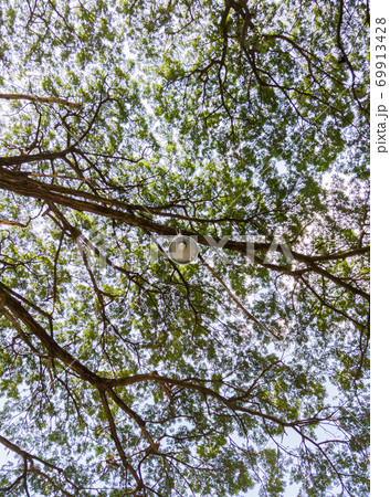Modern electrical lamp is hanging on the branch. 69913428