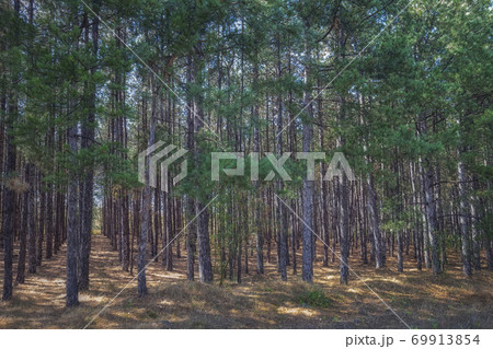 Rows of forest pine trees. Rows of forest pine trees. 69913854