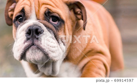 Sad  puppy of breed english red-white bulldog,   69914597