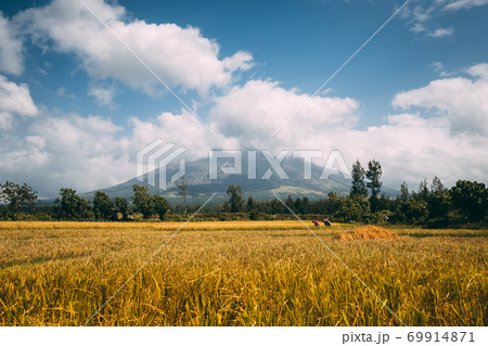 Philippine farmers field working, Volcano Mayon erupt smoke clouds. Cereal rice Filipino agriculture 69914871