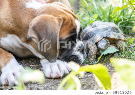 Greek land Turtle testudo marginata and purebreed german boxer Dog best friends in love in the garden Greek land Turtle testudo marginata and purebreed german boxer Dog best friends in love in the garden 69915029