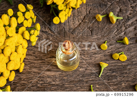 A bottle of essential oil with blooming common tansy, or Tanacetum vulgare plant A bottle of essential oil with blooming common tansy, or Tanacetum vulgare plant 69915296