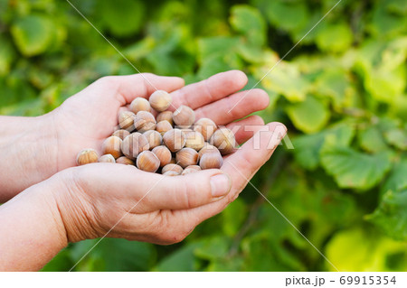 Woman holding nuts in her hands. Woman holding nuts in her hands. 69915354