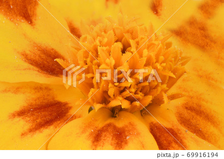 Tagetes patula. Orange Marigold flower, French marigold. 69916194