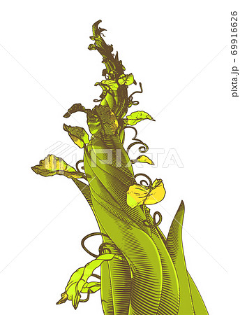Green drawing beanstalk illustration isolated on white BG 69916626