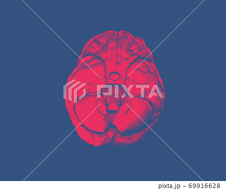 Vector brain illustration bottom view on blue BG 69916628