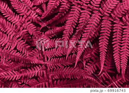 Perfect natural young fern leaves pattern background. Pink dark and moody backdrop for your design. Top view. Perfect natural young fern leaves pattern background. Pink dark and moody backdrop for your design. Top view. 69916743