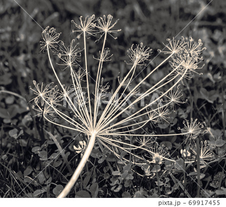 Pretty real dry dill umbrella 69917455
