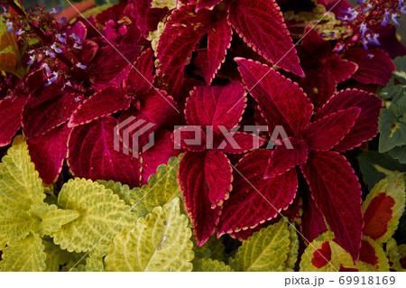 コリウス 69918169