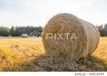 Haystacks in the field. Straw bales. Harvesting. Harvesting feed for the farm. Rural landscape. Countryside concept. 69918404