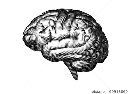 Black woodcut drawing brain isolated on white BG Black woodcut drawing brain isolated on white BG 69918860