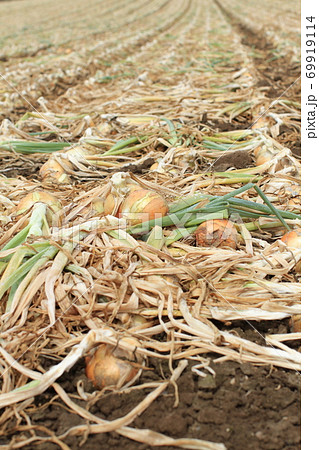 収穫間近の北海道の玉ねぎ畑 69919114