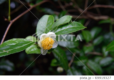 茶の花 茶の花 69919327