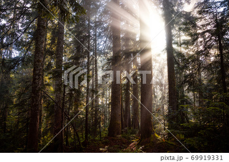 Dreamy View of the Sunrays in a Rainforest Dreamy View of the Sunrays in a Rainforest 69919331