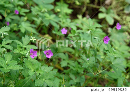 ゲンノショウコの花 ゲンノショウコの花 69919386
