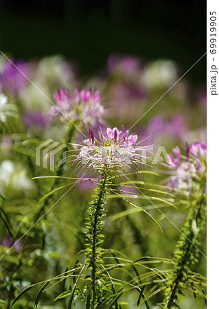 クレオメの花 69919905