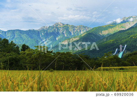 稲穂と白馬三山 69920036