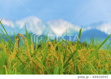 稲穂と白馬三山 稲穂と白馬三山 69920045