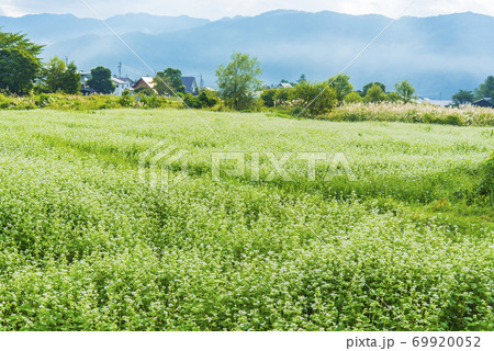 白馬村の一面の蕎麦畑 白馬村の一面の蕎麦畑 69920052