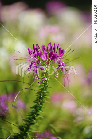 クレオメの花の写真素材