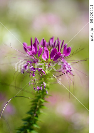 クレオメの花 クレオメの花 69920211