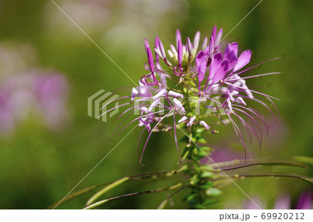 クレオメの花 クレオメの花 69920212