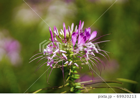 クレオメの花の写真素材