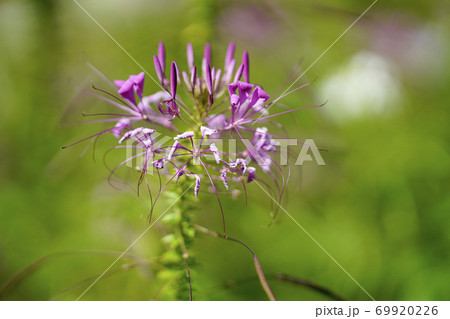 クレオメの花 69920226