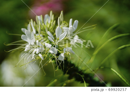 クレオメの花 クレオメの花 69920257