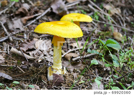 キタマゴダケ横 69920360