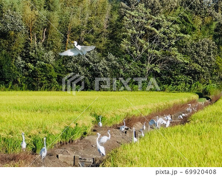 秋の田んぼに集まるサギ 秋の田んぼに集まるサギ 69920408
