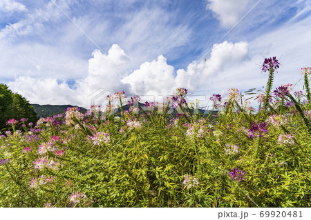 高原に咲くクレオメ 69920481