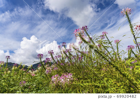 高原に咲くクレオメ 69920482